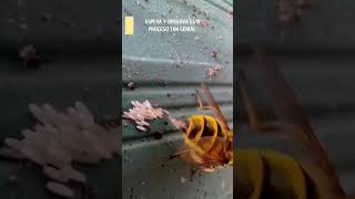 VIDEO DE UNA MOSCA PONIENDO HUEVOS