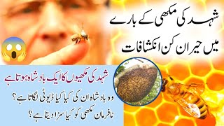 Hooneybee Ducomentary | Urdu Cover About Hooneybee | Urdu Channel