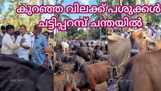 കുറഞ്ഞ വിലക്ക് പശുക്കൾ ചട്ടിപ്പറമ്പ് ചന്തയിൽ #cowfarming #cowmarket #buffallo #goat #pets