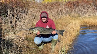 Monster Brook Trout Fishing