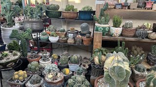 Customer yard review: unique cactus, succulent, Haworthia & Hoya collection ❤️🌵😊