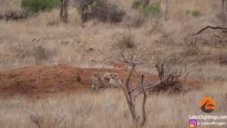 Impala Walks Right into 3 Cheetahs in South Africa's Kruger national park😱😨