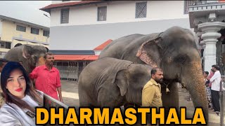 MET “SHIVANI “ the baby elephant in DHARMASTHALA / PART - 2 / @poojagowdayoutubechannel