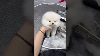 Look at this beautiful pomeranian #ghawarvlogz #cute #viralvideo #shorts