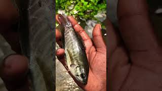 I helped the little fish go home 🐬🥺#fishingvideo #shortvideo #fishspecies