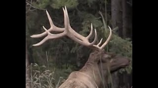 45 Bulls/45 Days (Allie's Elk) Traditional Bow Hunt D.I.Y Public land