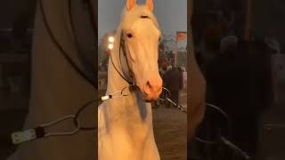 1 M wies in reels#shorts #viral #horse #subscribe #horseridin #kudvavalaghoda#ghoda