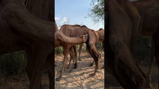 الإبل تشرب حليبها، فهي مخلوقات غريبة من مخلوقات الله #camel #animals #desert #camellife #wildlife