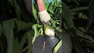 Microplastics in Your Onions? 🧅