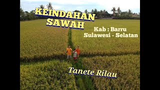 The Beauty of Rice Fields Kabupaten Barru Sulawesi - Selatan