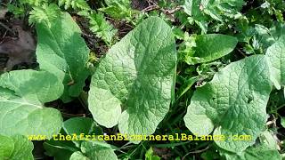 DR SEBI APPROVED BURDOCK (BLOOD CLEANSER, ANEMIA, ACNE)