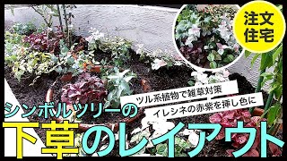 注文住宅のDIYした花壇の下草をレイアウト。シンボルツリーの根元にイレシネ、その周りにツル系の植物で雑草対策、アイビー、シュガーバイン、ハツユキカズラ、テイカカズラをグラデーションのように植えました。