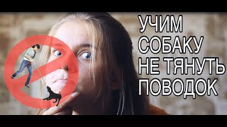 Злой кинолог: НЕ тянуть поводок бесплатно без регистрации и смс