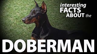 Interesting Facts about the Doberman