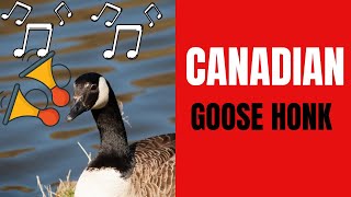 Enjoying Canadian Goose Honks at Detroit Riverside