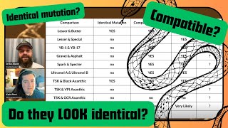 Can DNA Testing Tell If Two Mutations Will LOOK Identical? Well... - RGW Ep 61