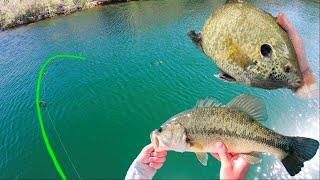 Lake Havasu Fishing is Amazing! (Tons of different fish)