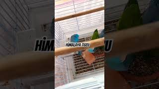 papağanlarım himalaya tuzu ! #parrot #parrotlover #papağan #himalayatuzu #forpuspapagani