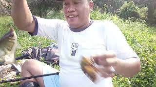 Tarikan super ikan Biawan/Tuakang #shorts