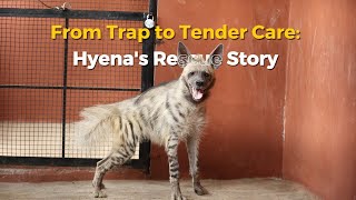 "From Trap to Tender Care: Hyena's Rescue Story | RESQ CT, Solapur 2024