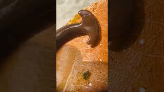 Hammerhead worm #planaria #shorts