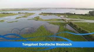 Tongplaat Dordtsche Biesbosch met drone