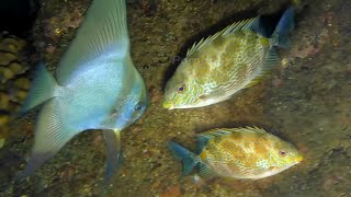 Hunting Sea Fish, Night Spearfishing Indonesia