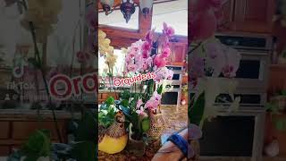 #orquideas #entreplantasconjen #plantas #jardin