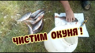 КАК БЫСТРО ПОЧИСТИТЬ ОКУНЯ | how to clean a perch