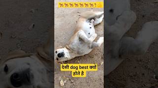 Desi dogs best kyun hote hain? देसी कुत्ते अच्छे क्यों होता है?