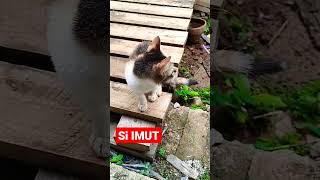 IMUT JALAN-JALAN #shorts #kucing #kucingimut #kucinglucu #kucingkampung #cats #viral #istanalokajaya