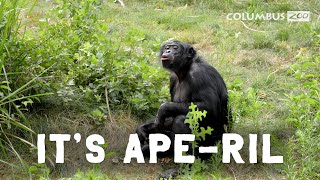 Ape-ril 2023