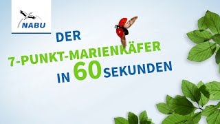 Der Siebenpunkt-Marienkäfer  in 60 Sekunden