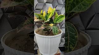 Croton Plant ☘️ | Oxygen plants for home indoor| Multicoloured | Indoor & Outdoor Plants  #Croton