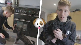 I TAUGHT MY DOG HOW TO HIGH-FIVE!! *INSANE*