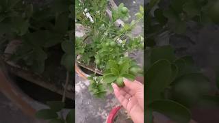 Ghar me hi lgaya lemon tree 💕😍😎 | gardening at home 🏠 ❣️ #kanpur #shortvideo #subscribe