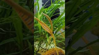 indian royal green pipefish #shorts