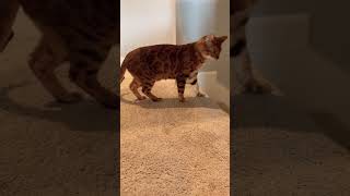 Subscribe , Magnus the Bengal cat got alerted by noise coming from down stairs.