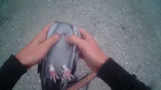 chasse au pigeon a la carabine a plomb 2