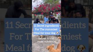 Secret revealed! 🥹✨🙌🏼 the yummiest, most nutritious and cost-effective meal for your dog! 🐕