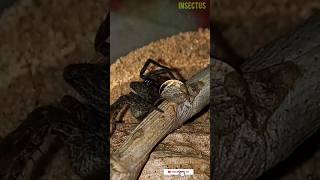 Aranha-lobo bebendo água #shorts #animal  #wolfspider