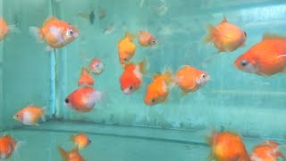 AQUARIUM HOBBY #chicchidiriso #petlover #fish #aquarium #pets #goldfish #hobby #animals #fishtank