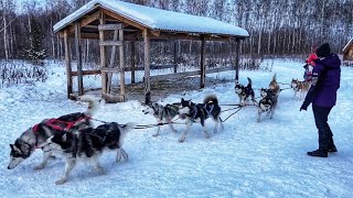 Питомник Хаски и Самоедов. Катание на СОБАКАХ. Шоу в Кузнеце. Самый большой Хаски-центр «АКВИЛОН»