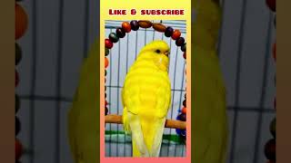 Cute 🥰 budgie resting on the swing! #birds #viral #parakeet #parrot #shorts#ytshorts