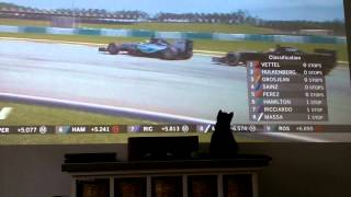 Ace the cat Formula 1