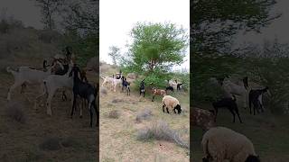 Goats and sheep are grazing in the Thar desert #ytshorts #goats #sheep #thar #animals#viral #pet