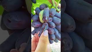 Sweet Sapphire grapes are a black seedless grape #shorts