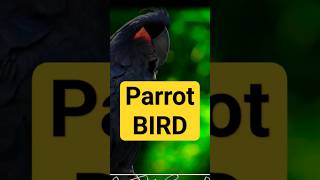 Parrot | Funny Bird Sound Wild Animals #shorts #parrot #birds