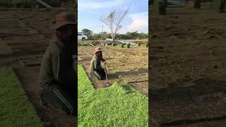 Green lawn mining process- Good tools and machinery can increase work efficiency