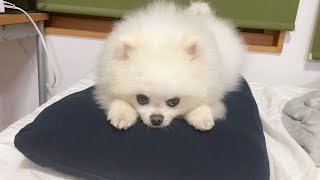 【緊急事態】飼い主の枕が取られてしまいました